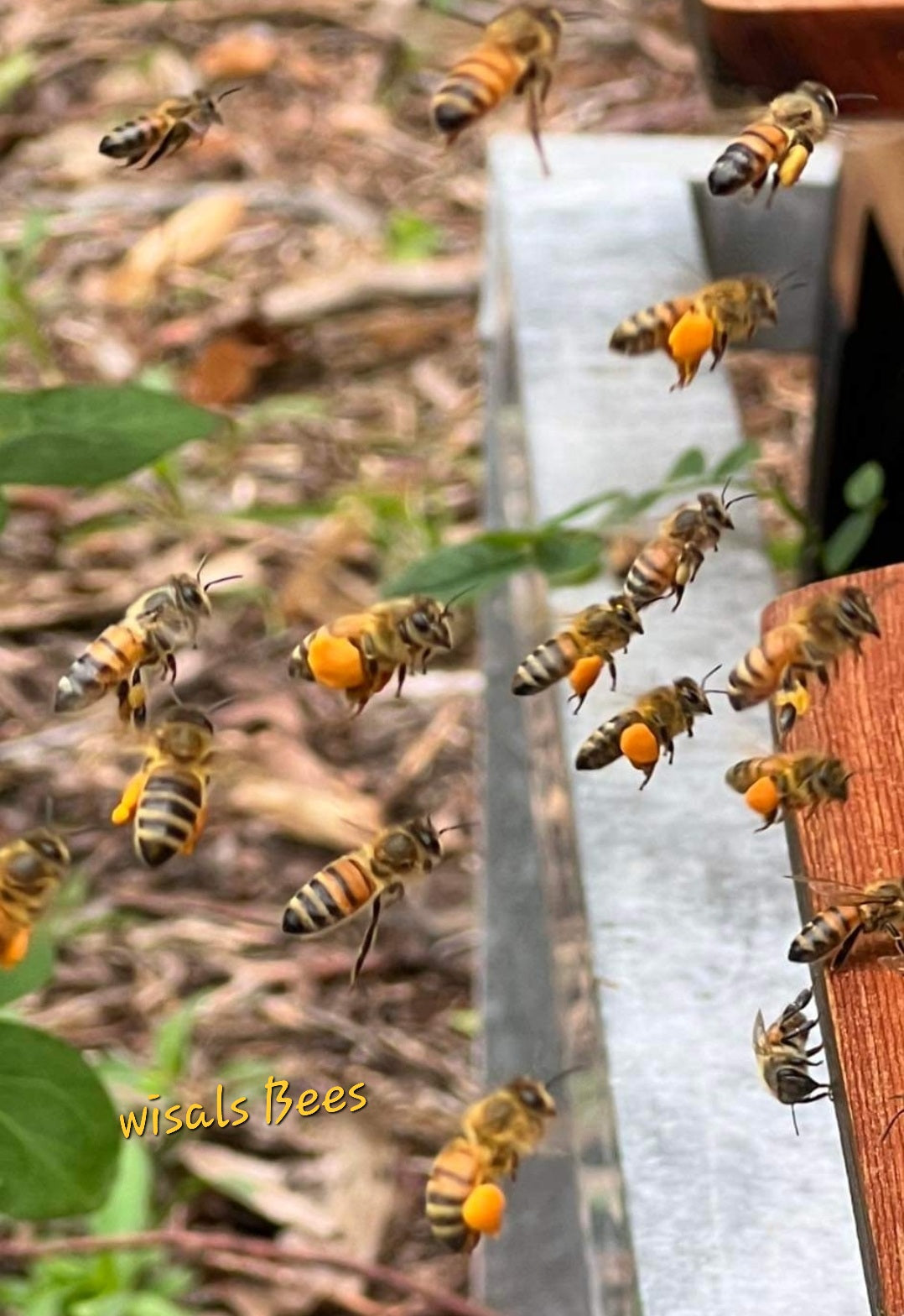 Bee Pollen حبوب لقاح