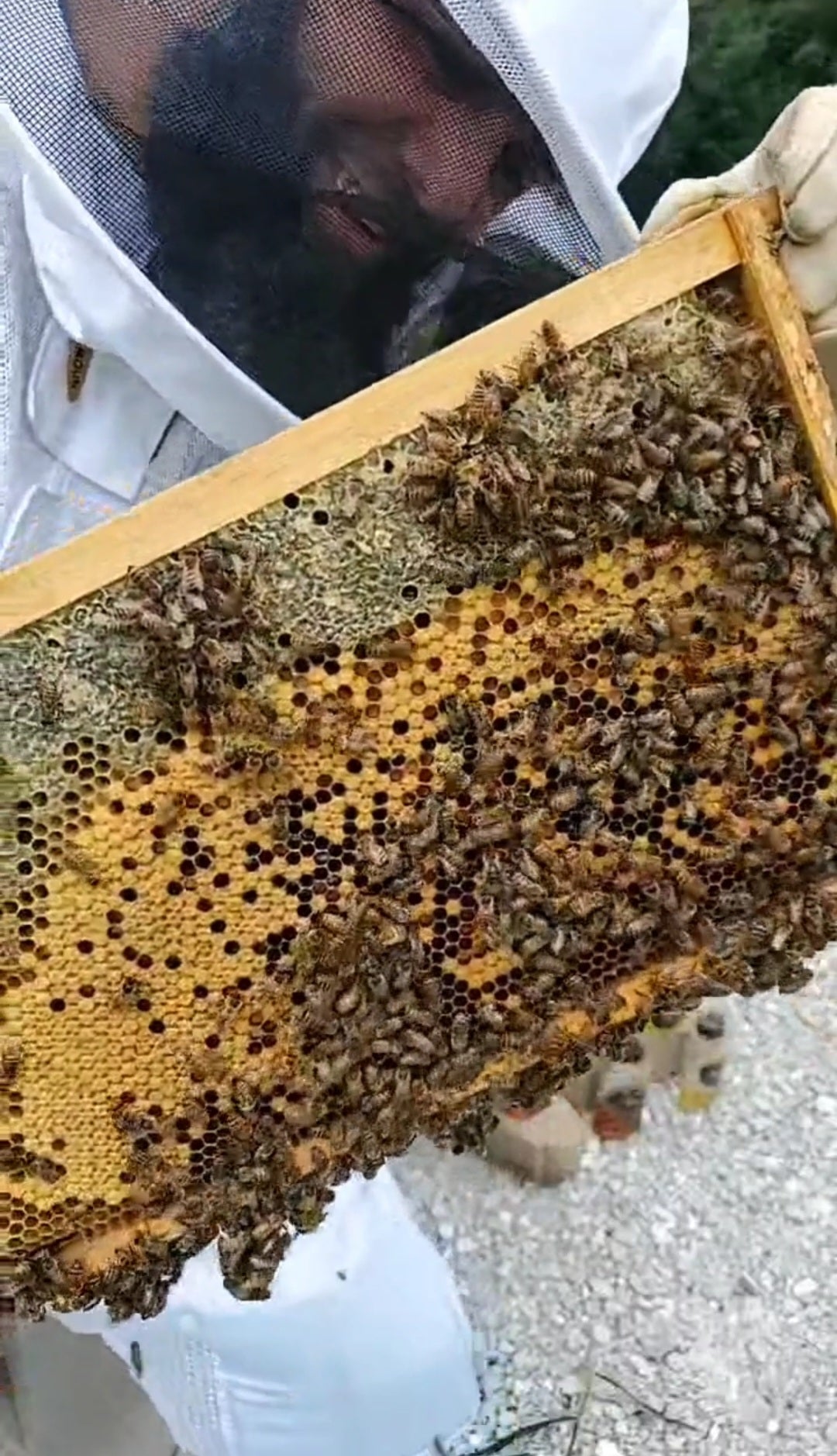 Wisals Bees photo 13